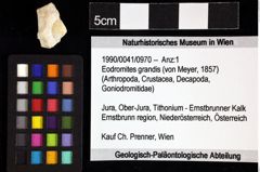 Foto (Objket + Etiketten) von Eodromites grandis (von Meyer, 1857) 